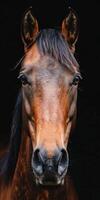 Horse Portrait Against Black Background photo