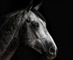 Grey Horse Portrait Against Black Background photo