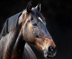 Brown Horse Portrait photo