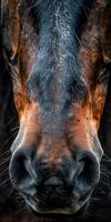 Close-Up of a Horse's Nose photo