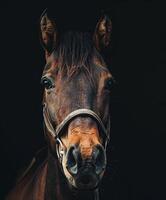 Horse Portrait Against Black Background photo