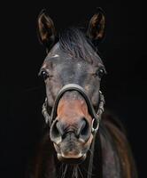 Close-Up of Brown Horse's Face photo