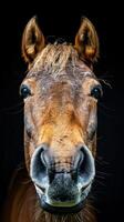 Horse Portrait Against Dark Background photo
