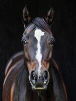 Horse Portrait With Black Background photo