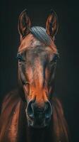 Close-Up Portrait of a Bay Horse photo