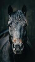Black Horse Portrait photo