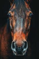 Close-Up Portrait of a Brown Horse photo
