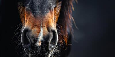 Close-Up of a Bay Horse's Nose photo