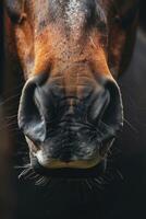 Horse Sniffing Close Up photo