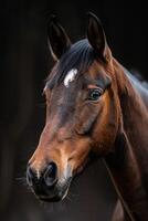 Brown Horse Portrait photo