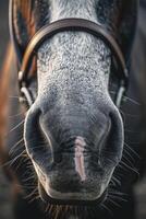 Close-Up of a Horse's Nose photo