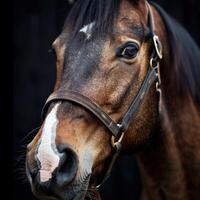 Close-Up of a Brown Horse's Face photo