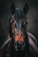Close-Up Portrait of a Dark Horse photo