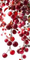 Red Berries Hanging From Tree photo