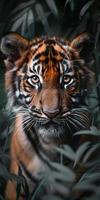 Close Up of a Tiger in the Grass photo