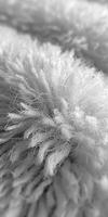 Monochrome Feather Against White Fabric photo