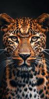 Close Up of Leopards Face on Black Background photo