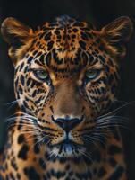Intense Leopard Staring at Camera photo