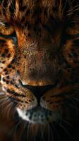 Close Up of a Leopards Face With Blurry Background photo