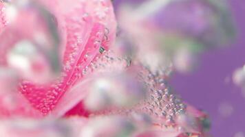 Purple background with a flower.Stock footage.A bright delicate flower on which there are many drops of water and which is shaken. video