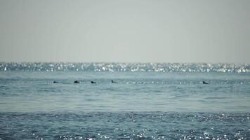 group of common bottlenose dolphins, Tursiops Truncatus, swimming in the sea. Aerial view of birds and mammals catching prey. Flock of seabirds on water with sunshine ripples against a smooth surface. video