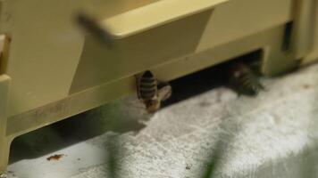 Bees, pollen, hive - Close-up view of bees with colorful pollen on legs near beehive entrance, 240 fps slow motion, pollination process in nature. Apis mellifera video