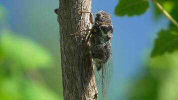 A cicada sits on a tree at summer, closeup shot. Singing loudly to call the female. Intense buzzing of cicadas. Cicada Lyristes plebejus. Selective focus video