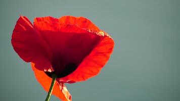 One red poppy extremely close up of petal flower. Poppies in the meadow wild poppy field, swinging by the wind. Close-up of blossoming poppies. Macro. Selective focus. Never-ending beauty of nature. video