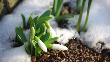 Close-up footage of snow melting and snowdrop flower blooming Early spring in the forest. Snowdrop flowers, Glade of snowdrops swaying in the wind. Beautiful wild snowdrops blossom. Galanthus sp. video