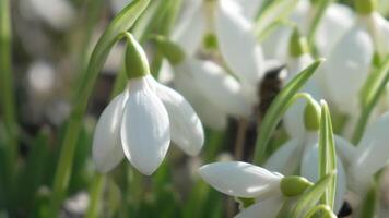 Bee pollinates snowdrop during early spring in forest. Snowdrops, flower, spring. Honey bee, Apis mellifera visiting first snowdrops on early spring, signaling end of winter. Slow motion, close up video