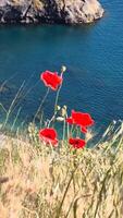 Red poppies on hill over sea at sunset. Beautiful scarlet poppies flowers with selective focus. Red poppies in soft light. Glade of red poppies. Soft focus blur. Papaver sp. video