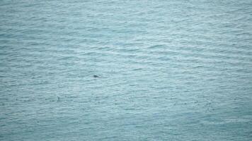 group of common bottlenose dolphins, Tursiops Truncatus, swimming in the sea. Aerial view of birds and mammals catching prey. Flock of seabirds on water with sunshine ripples against a smooth surface. video