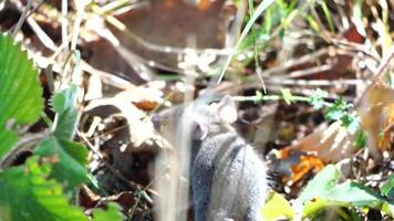 Cat playing with mouse or little rat in backyard, hunts in high grass outdoors. Pet catches rodents. Grey and white cat plays with a mouse in garden. Concept of pets natural instincts. Slow motion video