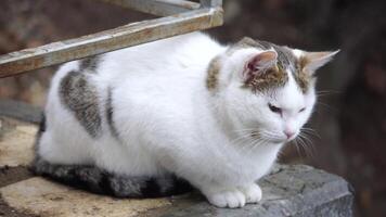 Gray white striped cat resting on the tree, basking in the sun, waking up, and yawning. Pet relaxation. video