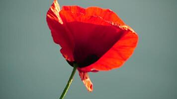 One red poppy extremely close up of petal flower. Poppies in the meadow wild poppy field, swinging by the wind. Close-up of blossoming poppies. Macro. Selective focus. Never-ending beauty of nature. video