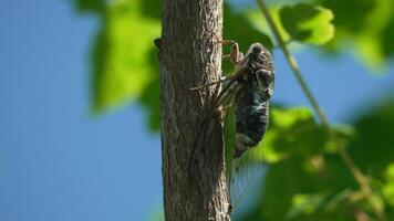 A cicada sits on a tree at summer, closeup shot. Singing loudly to call the female. Intense buzzing of cicadas. Cicada Lyristes plebejus. Selective focus video