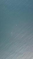 Vertical aerial view of the dolphins slowly swimming in crystal clear turquoise waters. Group of endemic marine mammals migrating along coastline as seen from above. video