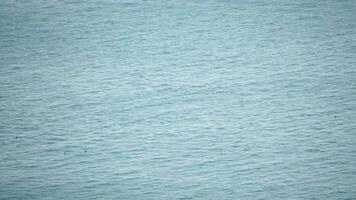 group of common bottlenose dolphins, Tursiops Truncatus, swimming in the sea. Aerial view of birds and mammals catching prey. Flock of seabirds on water with sunshine ripples against a smooth surface. video