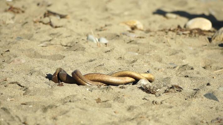 Snake Attack Stock Video Footage for Free Download