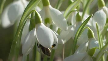 Bee pollinates snowdrop during early spring in forest. Snowdrops, flower, spring. Honey bee, Apis mellifera visiting first snowdrops on early spring, signaling end of winter. Slow motion, close up video