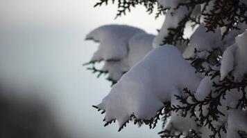 Juniper branches and cones under snow and ice, on overcast snowy day. Juniperus sp. Frosty winter time after snowfall. Juniper berries under snow. Weather and Climate Change. video
