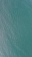 Vertical aerial view of the dolphins slowly swimming in crystal clear turquoise waters. Group of endemic marine mammals migrating along coastline as seen from above. video