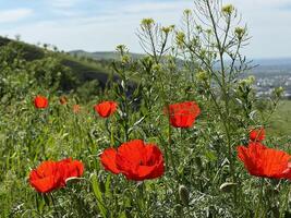 Red poppy flowers in a meadow against a background of blue sky and white clouds. Summer landscape with red poppies. Kyrgyzstan. photo