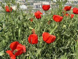 Red poppy flowers in a meadow against a background of blue sky and white clouds. Summer landscape with red poppies. Kyrgyzstan. photo