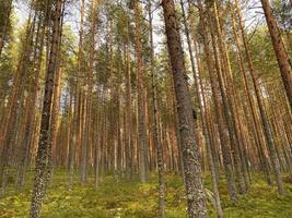 Coniferous forest on a late summer day in the rays of the setting sun. Pines. Tree trunks. Sunset in the woods. photo