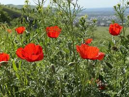 Red poppy flowers in a meadow against a background of blue sky and white clouds. Summer landscape with red poppies. Kyrgyzstan. photo