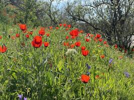 Red poppy flowers in a meadow against a background of blue sky and white clouds. Summer landscape with red poppies. Kyrgyzstan. photo