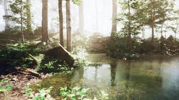 A stream in the middle of a forest filled with trees photo
