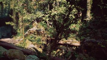 Serene Forest Scene With Sunlight Filtering Through Trees. mountain path photo