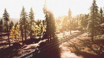 passing through a scenic forest during sunset photo